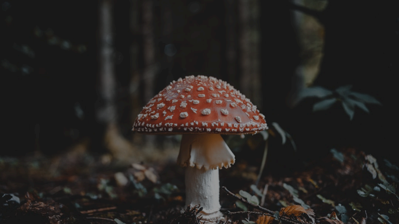 How to Use TalkPhoto: A 4-Step Guide to Your First AI Video